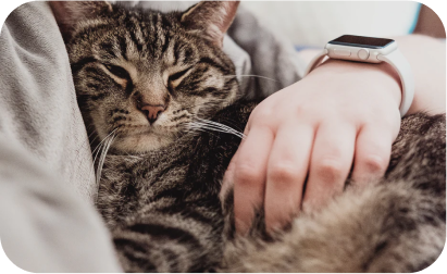 cat-image-2