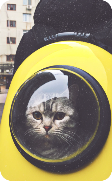 cat-image-3